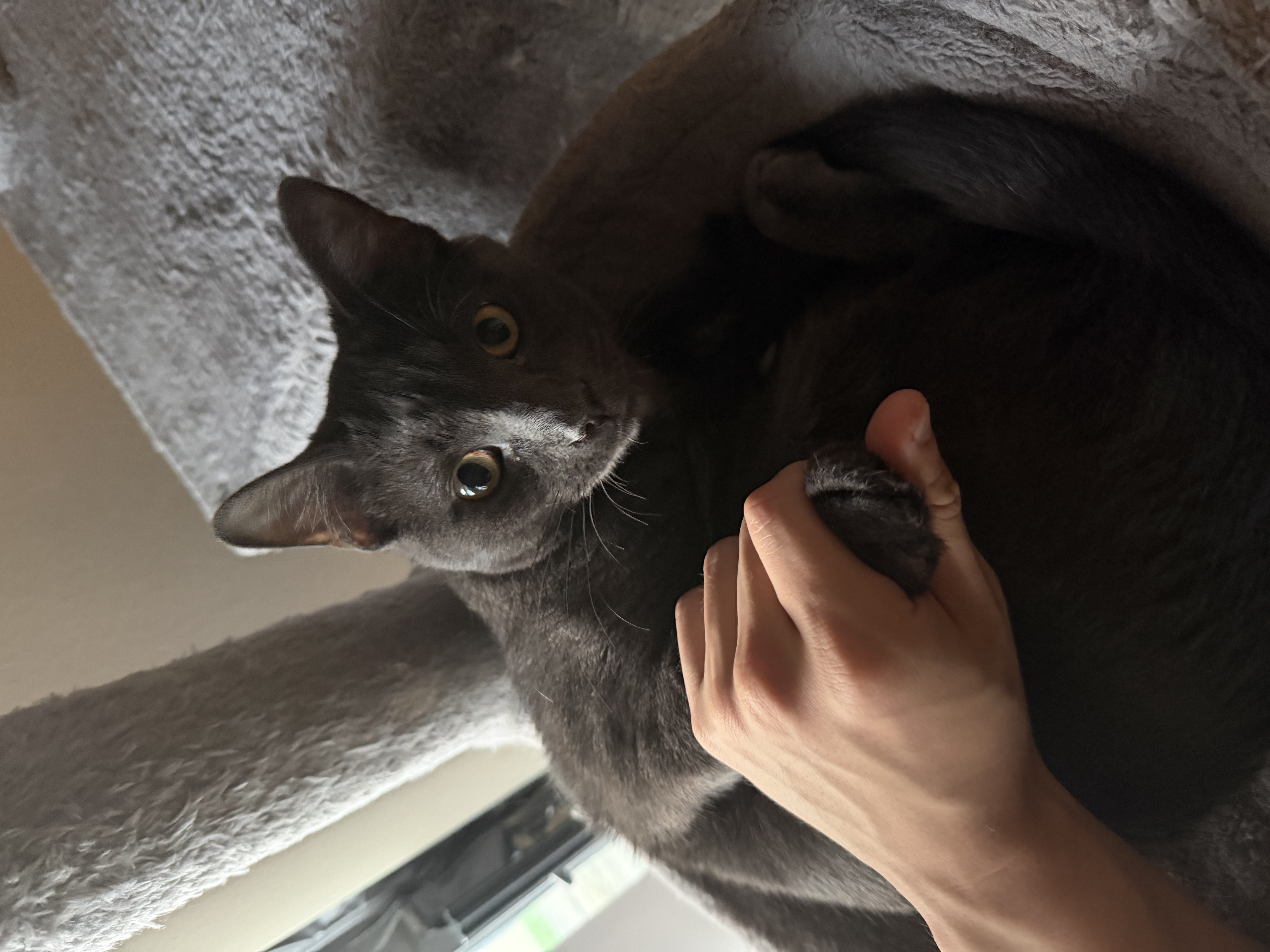 Xinye's cat